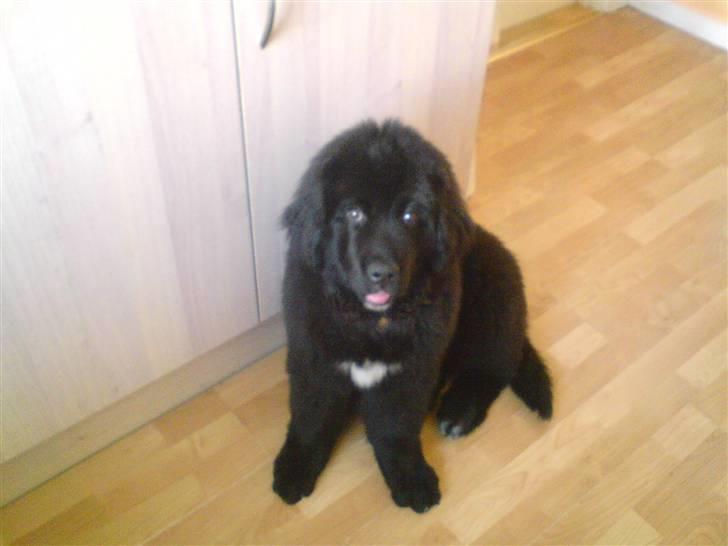 Newfoundlænder Zelda - Den gang hun var helt lille bitte :) billede 2