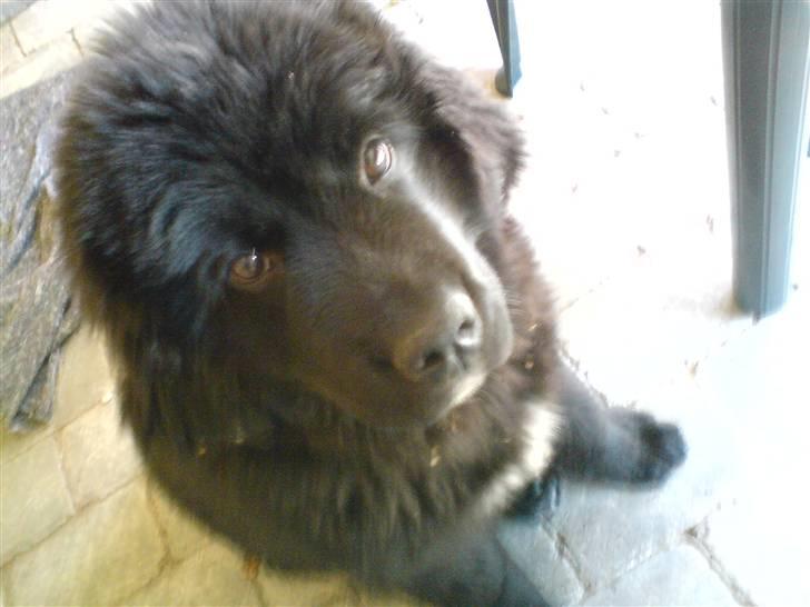 Newfoundlænder Zelda billede 3