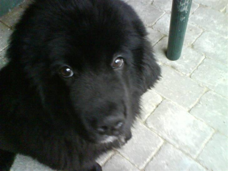 Newfoundlænder Zelda - Jeg syntes simpelthen hun har det smukkeste ansigt, med det smukkeste øjne :) billede 4