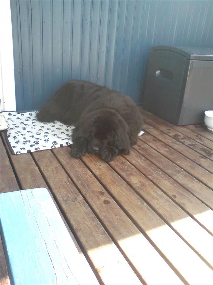 Newfoundlænder Zelda billede 5