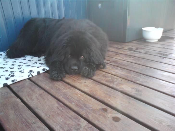 Newfoundlænder Zelda - Puha, det er hårdt og være i sommerhus, og lege hele tiden ;) billede 6
