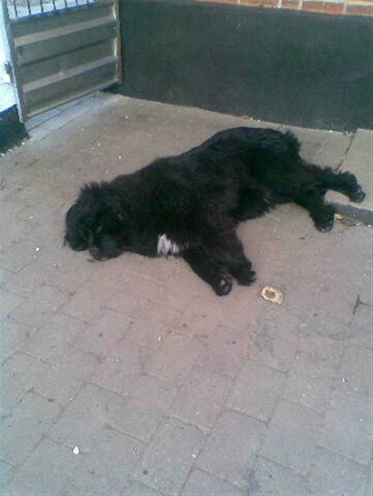 Newfoundlænder Zelda - Hun er meget træt efter én dag i sommerhuset, hvor hun har været nede på stranden, og dybbet poterne :D billede 7