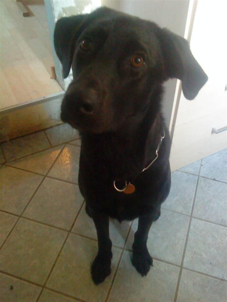 Blanding af racer Walther - Hvad er det i lommen?? billede 1