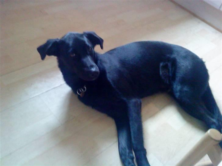 Blanding af racer Walther - Så lad mig dog sove! billede 2