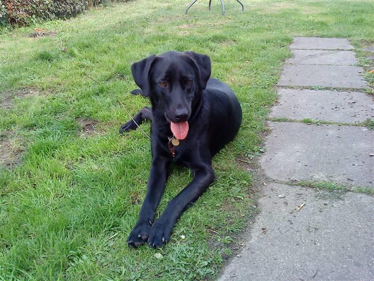 Blanding af racer Walther - Nyder livet. billede 3