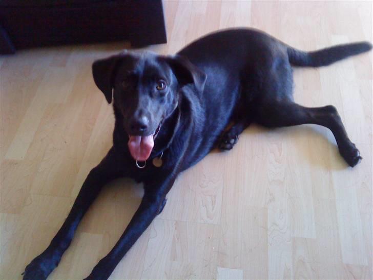 Blanding af racer Walther - Er jeg ikke nuttet billede 4