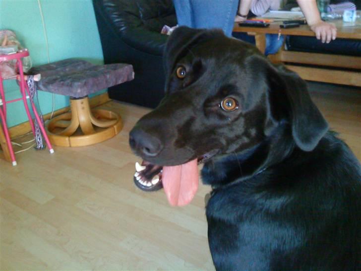 Blanding af racer Walther - Jeg kan altså godt se dig... billede 5