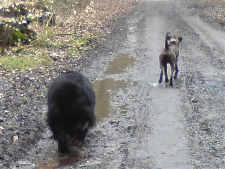 Newfoundlænder Zelda - Zelda og Mario der går tur i skoven :) Zelda følger altid vandpytterne billede 8