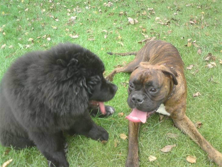 Newfoundlænder Zelda - Zelda og Mario er blevet lidt trætte :D billede 9