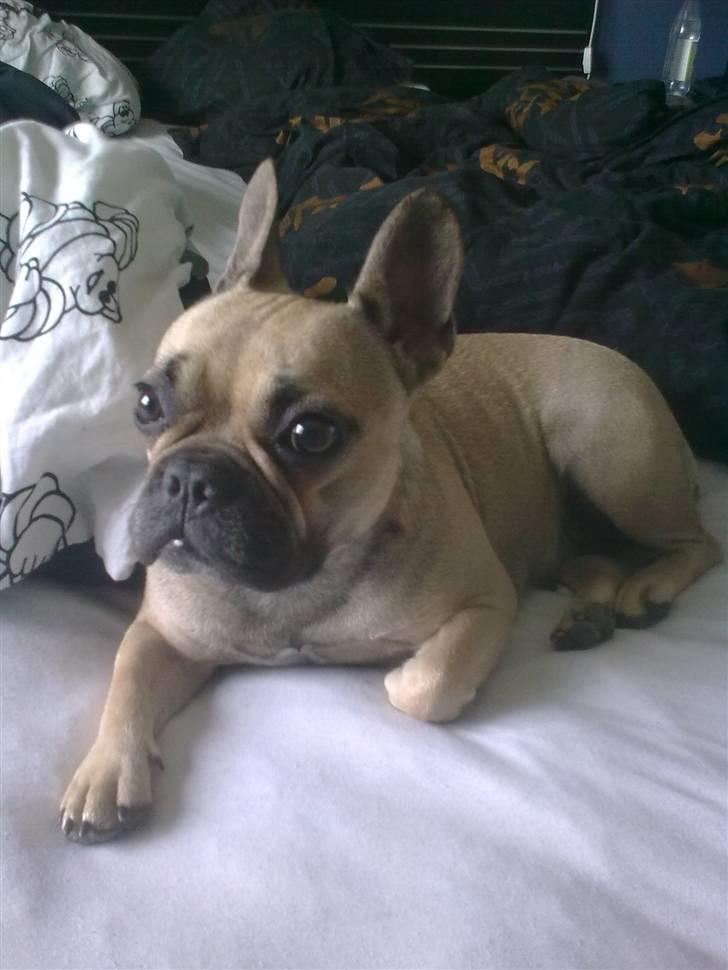 Fransk bulldog Mercedes - Ja sengen er nu et dejligt sted :)  billede 1
