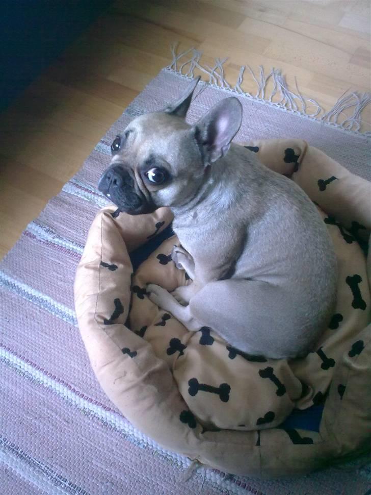 Fransk bulldog Mercedes - Men kurven kan også bruges ;)  billede 2