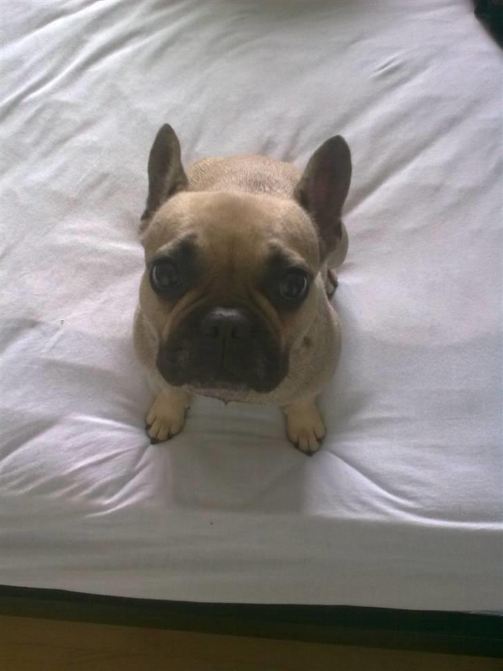 Fransk bulldog Mercedes - Må jeg være med ? billede 3