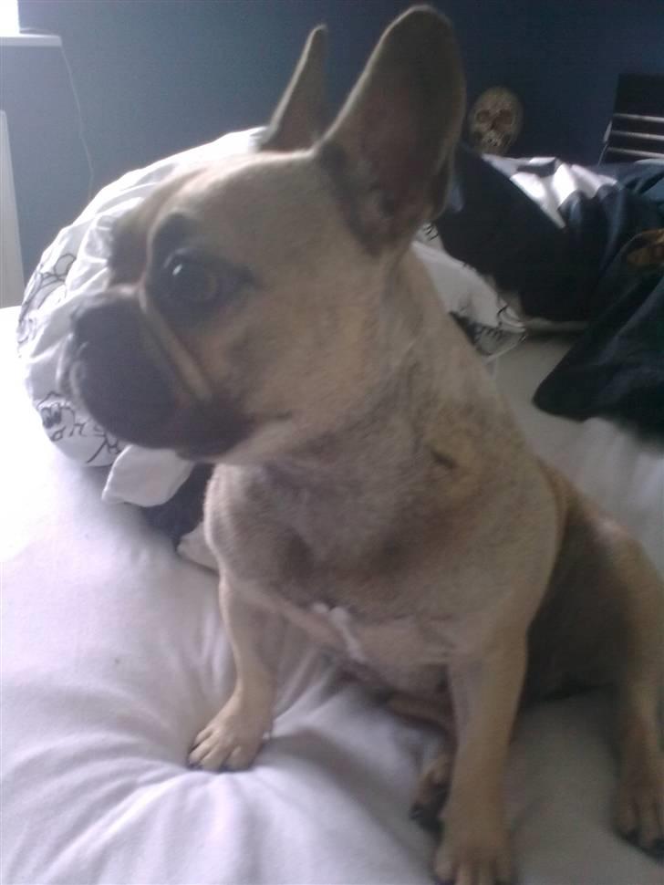 Fransk bulldog Mercedes - Selv om jeg ikke har stambog, kan jeg altså godt være en fin dame alligevel ;)  billede 4