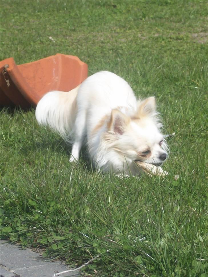 Chihuahua Daisy - Jaja, sådan kan man da også spise kødben...:D billede 7