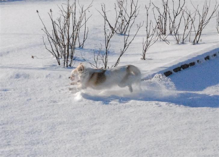 Chihuahua Daisy - Februar 2011 billede 8