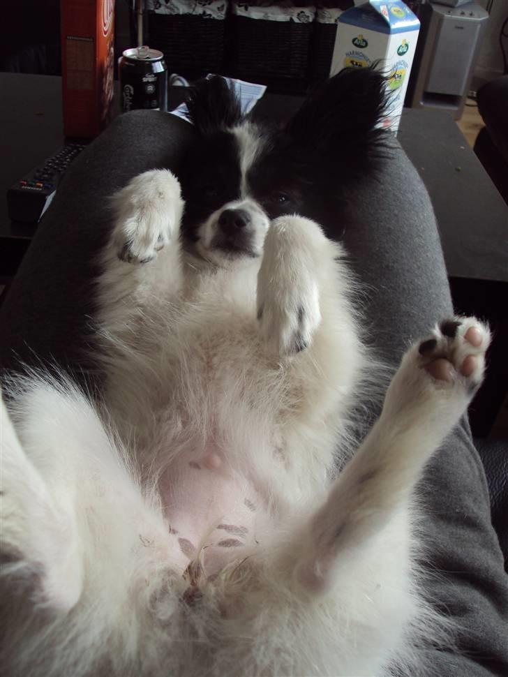 Papillon Klæstruplunds Cille - Se min lyserøde mave :-) billede 5