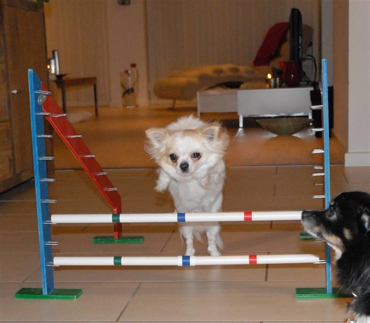 Chihuahua Daisy - Januar 2011 billede 9