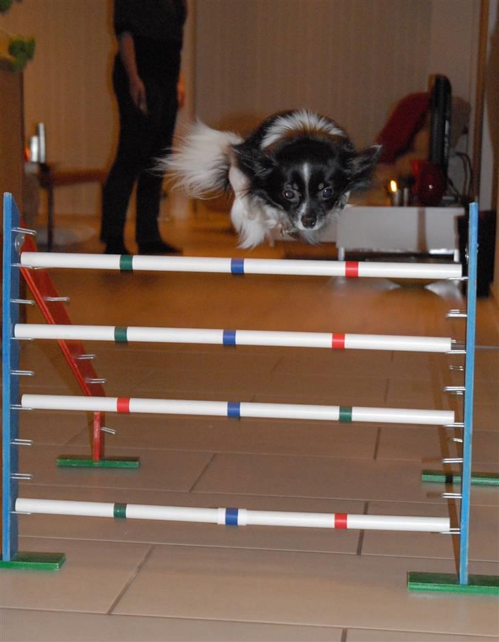 Chihuahua Harley - Så springes der ;) Januar 2011 billede 13