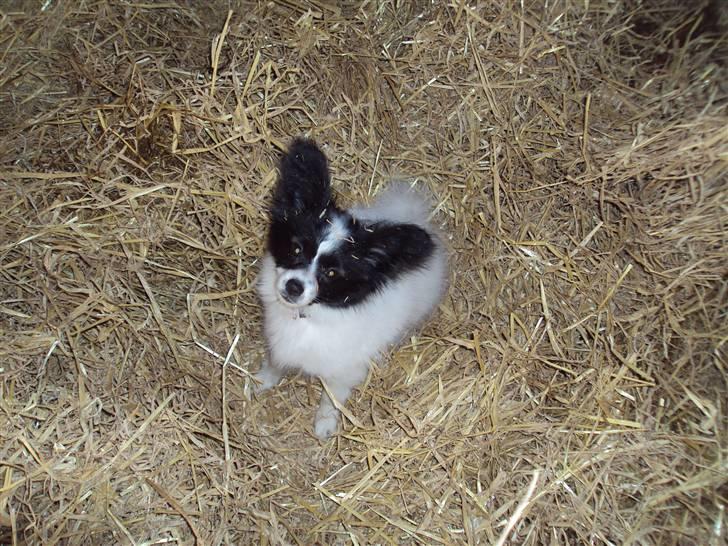 Papillon Klæstruplunds Cille - Cille hjælper med at strø halm hos hestene... billede 7