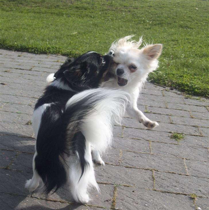 Chihuahua Harley - Så skal der leges! :D billede 14