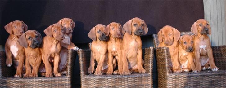 Rhodesian ridgeback zaliwa - mig og mine søskene jeg er i midten af det hele :D  billede 9