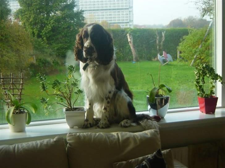 Engelsk springer spaniel Andy billede 2