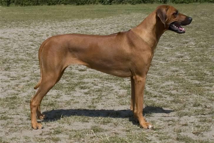 Rhodesian ridgeback zaliwa - mor billede 10