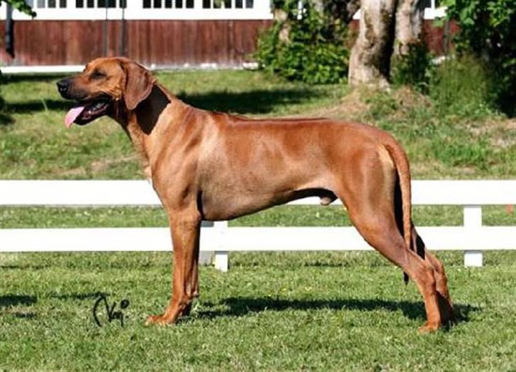 Rhodesian ridgeback zaliwa - far billede 11