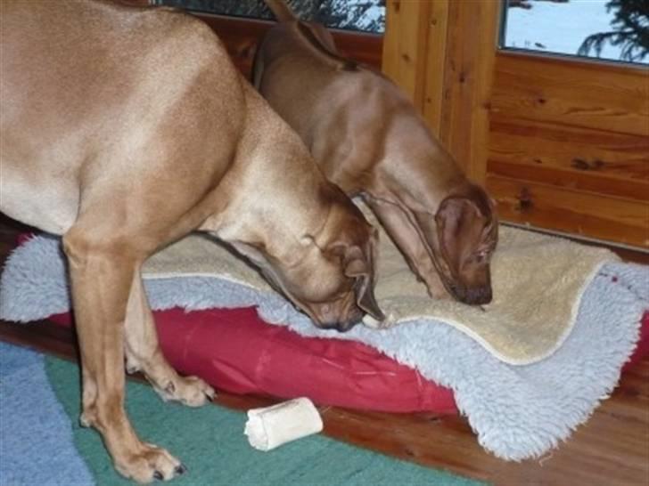 Rhodesian ridgeback zaliwa - mig og aziggi  billede 12