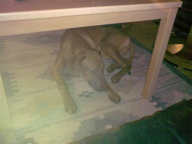 Rhodesian ridgeback zaliwa billede 13