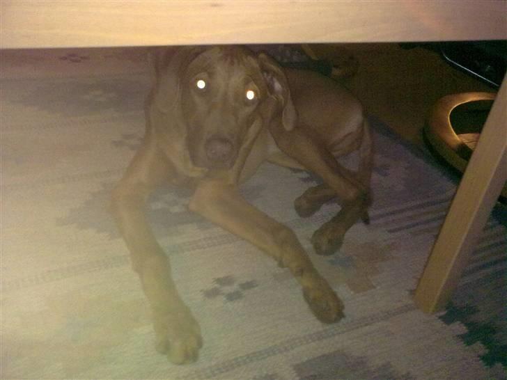 Rhodesian ridgeback zaliwa billede 14