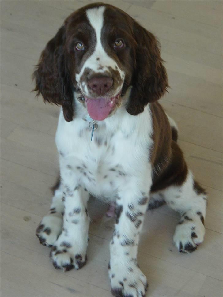 Engelsk springer spaniel Andy billede 3