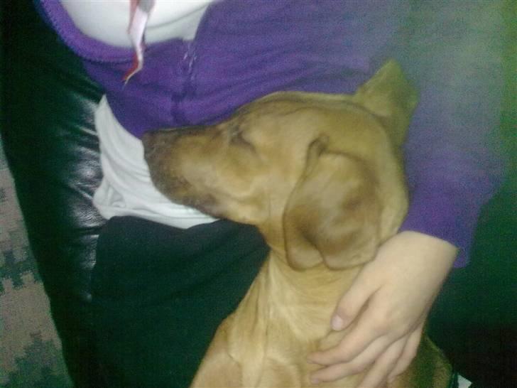 Rhodesian ridgeback zaliwa billede 15