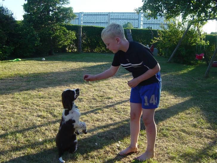 Engelsk springer spaniel Andy billede 4