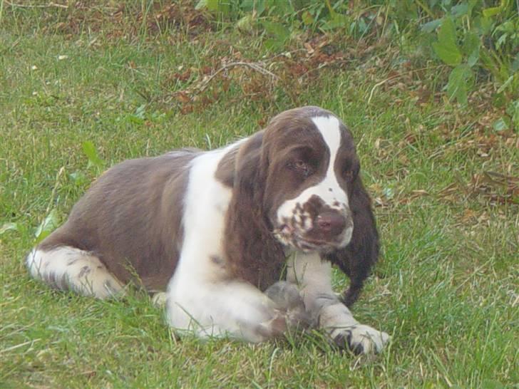 Engelsk springer spaniel Andy billede 6