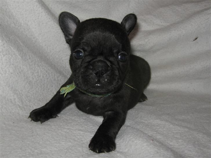 Fransk bulldog Anabell billede 8