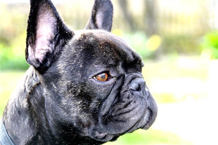 Fransk bulldog Neela billede 10