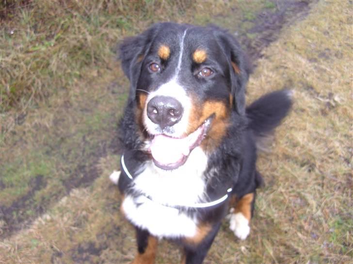 Berner sennenhund Samson - Ude på en gåtur :) billede 5