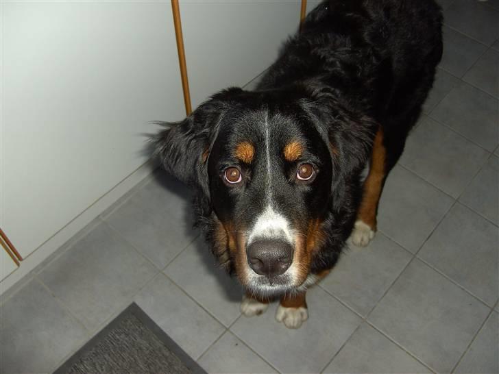 Berner sennenhund Samson - Samson<3 billede 6