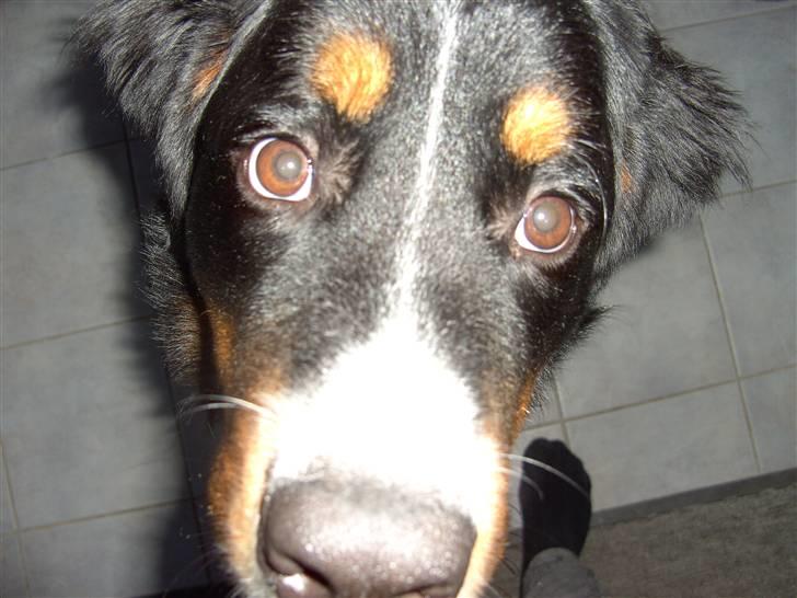 Berner sennenhund Samson - Uhh tæt på! ;) billede 7