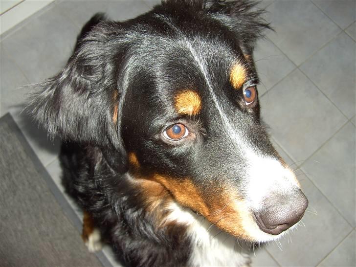 Berner sennenhund Samson - Samson<3 billede 8