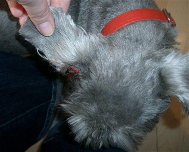 Dvaergschnauzer Ofelia billede 10