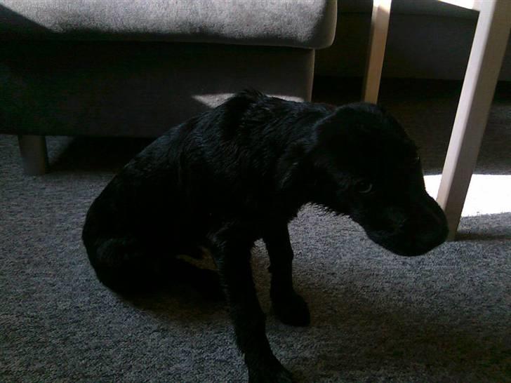 Blanding af racer Alf  - Her har alf lige været i bad.! Det gider han ABSOLUT ikke! billede 12