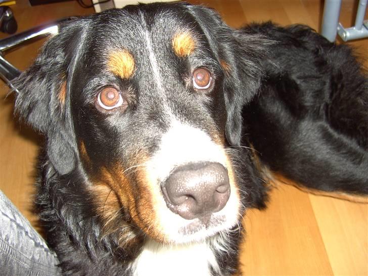Berner sennenhund Samson - Samson<3 billede 9