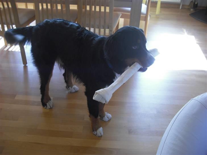 Berner sennenhund Samson - :D billede 10