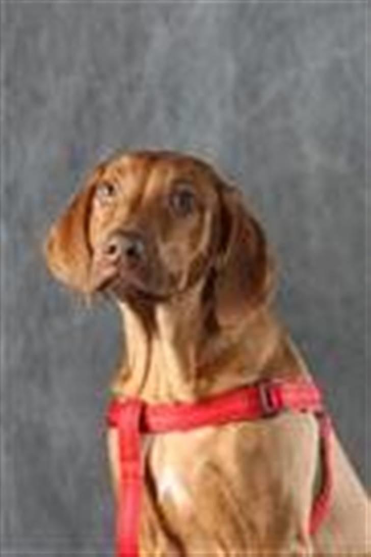 Rhodesian ridgeback zaliwa billede 17
