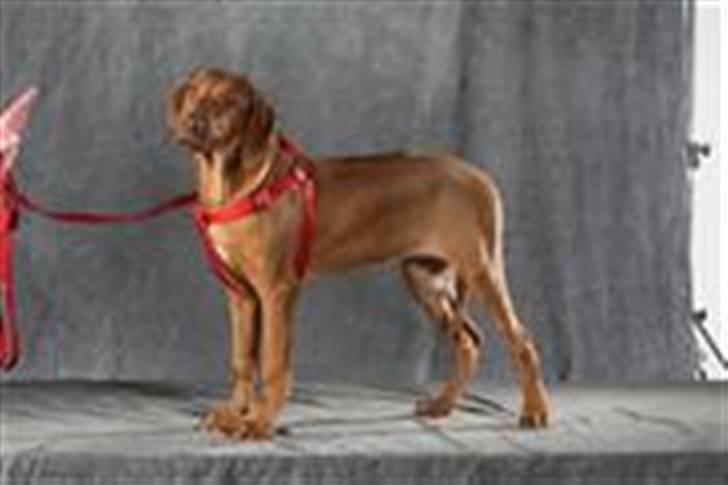 Rhodesian ridgeback zaliwa billede 18