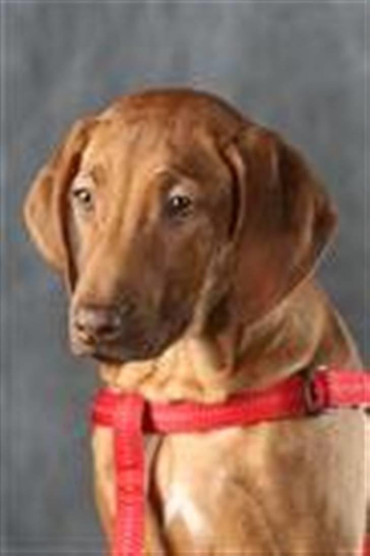 Rhodesian ridgeback zaliwa billede 20