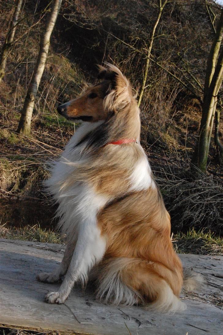 Collie langhåret CHILLI | Prinsessen - You will always be, my BEST Friend <333 Foto: Jeanette R. Mehl billede 11