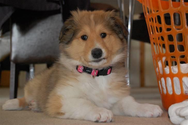 Collie langhåret CHILLI | Prinsessen - The most beautiful in the WOLD! Foto: Jeanette R. Mehl billede 2